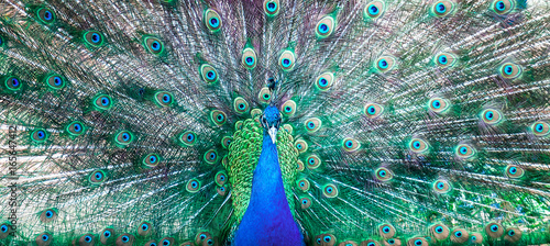 The peacock opened his tail