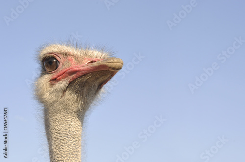 Ostrich and blue sky