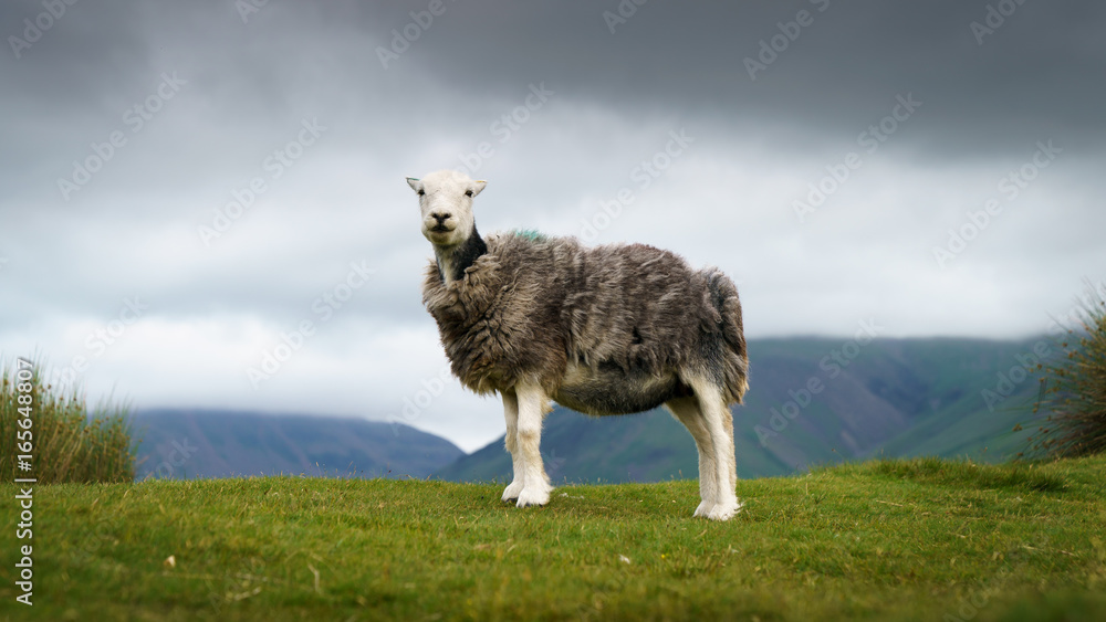 Fototapeta premium Sheep