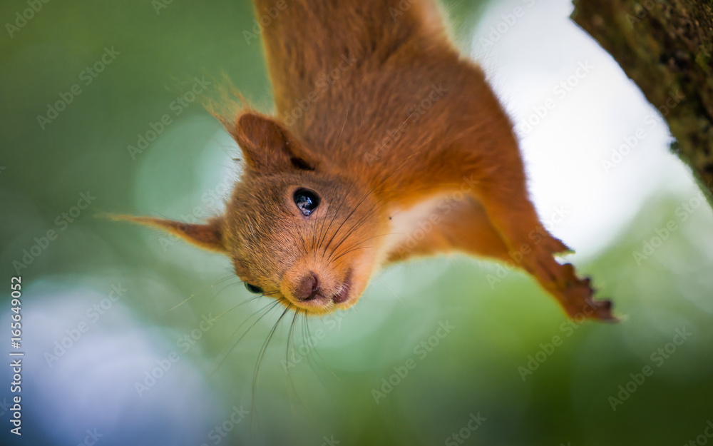 Red Squirrel Red Squirrel