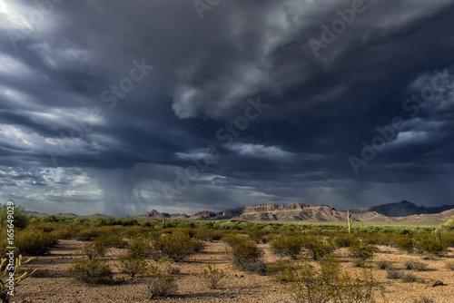 Cactus park before rain under a stormy sky photo