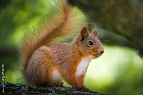 Red Squirrel © mark galer
