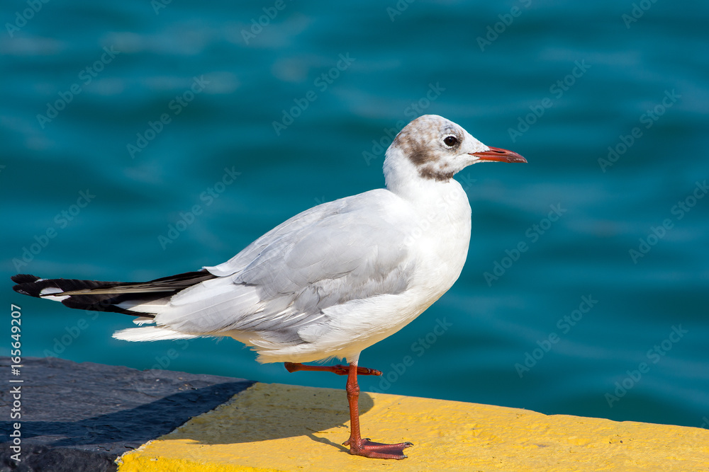 White seagull with red beak sitting on the dock. Seagull close-up on a blurred water background. White seagull with red beak sitting on the dock. Seagull close-up on a blurred water background.
