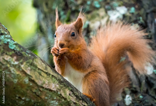 Red Squirrel