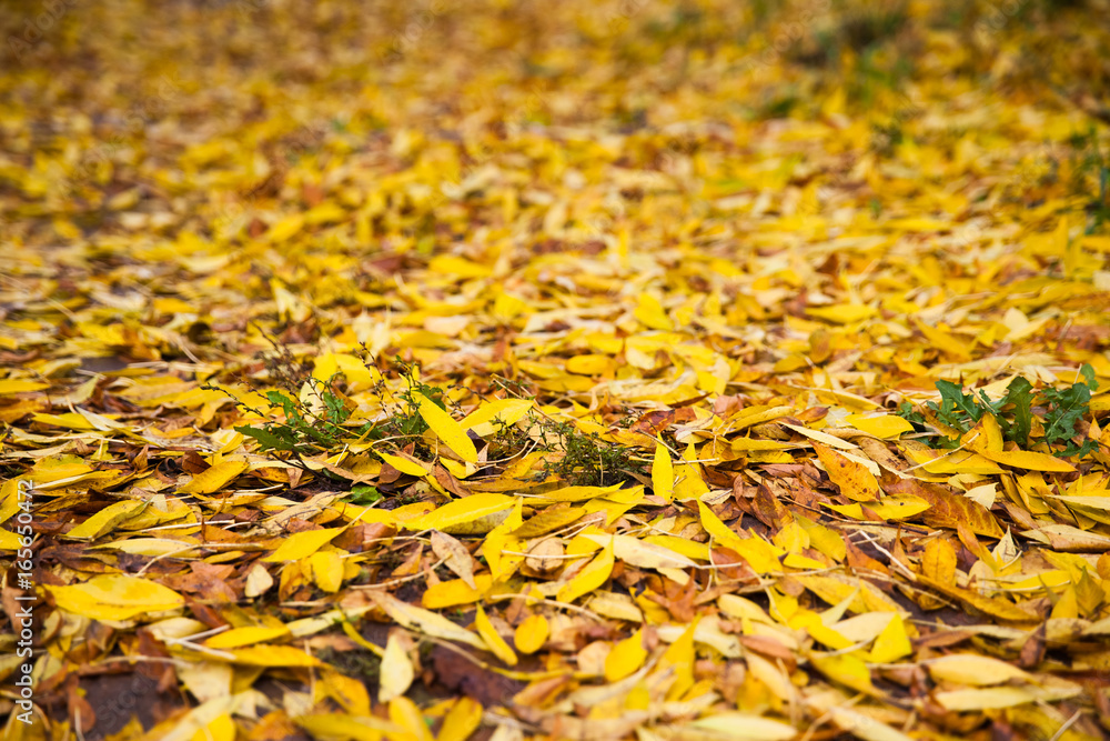 The fallen down leaves of a maple cover with warm colours of autumn the ground The fallen down leaves of a maple cover with warm colours of autumn the ground