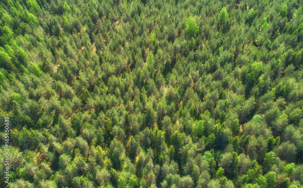 Aerial view of forest Aerial view of forest