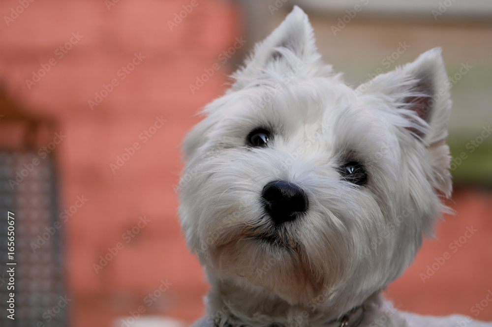 Fotografie west highland white terrier