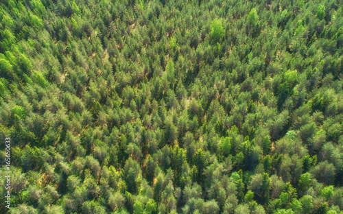 Aerial view of forest