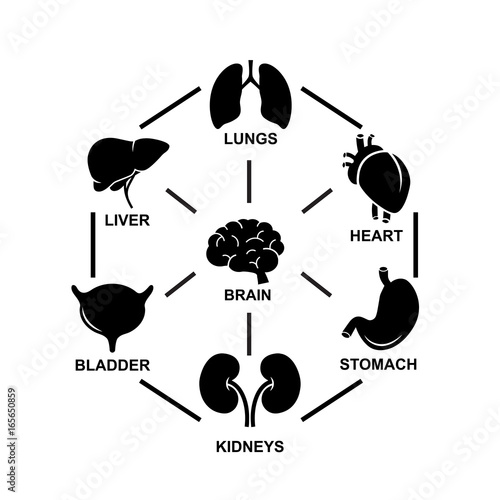 Human body parts vector icon set.