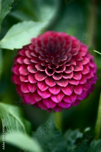 red dahlia under natural conditions