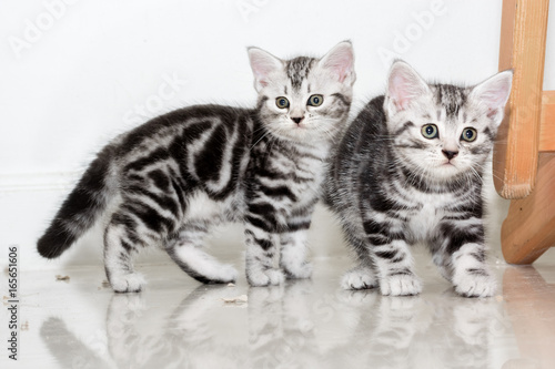 Cute American shorthair cat kitten playing on the floor