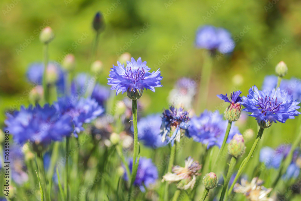 Blue cornflowers in the garden Blue cornflowers in the garden