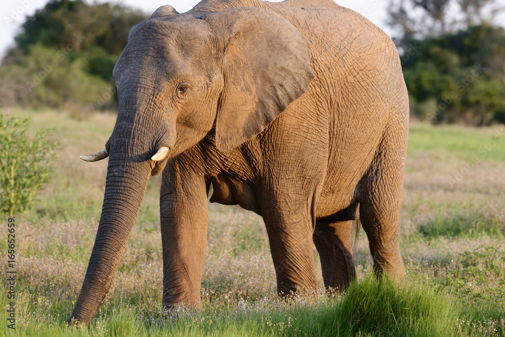 Fototapeta premium African Bush Elephant, Addo Elephant National Park