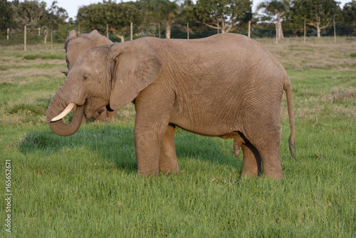 African Bush Elephant  Addo Elephant National Park