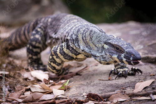 Photos Goanna