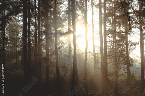 Sonnenstrahlen im nebeligen Wald bei Sonnenaufgang 
