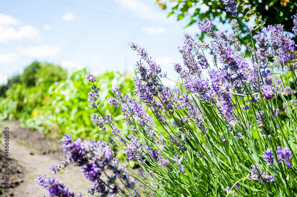Obraz premium Lavender field in summer time. Purple flowers blooming in garden. Natural flower background