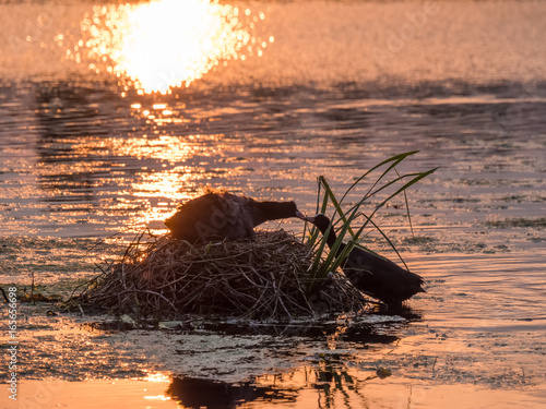 Silhouette of nesting Coots (Fulica atra) at sunset on golden pond photo