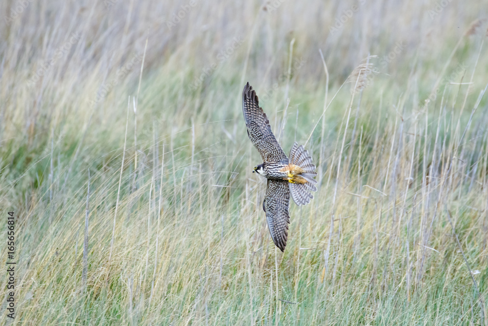 Φωτογραφία Eurasian Hobby falcon (Falco subbuteo) flying, in flight, banking hard and low t