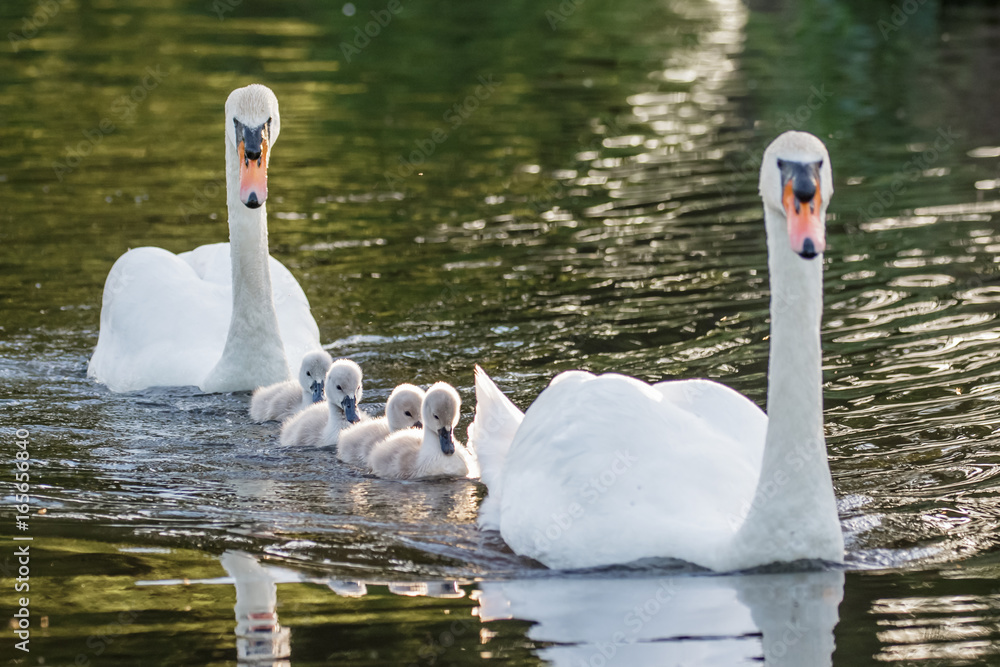 Φωτογραφία Mute Swan (Cygnus olor) adult and cute fluffy baby cygnets, swimming together on