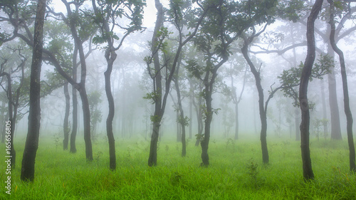 Misty tree in the forest ground covered by green grass