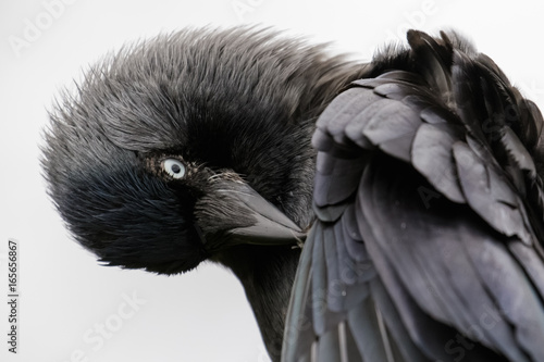 Close-up portrait of a preening Jackdaw (Corvus monedula) on white background
