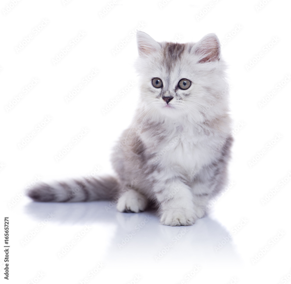 Obraz premium Cute Young Kitten