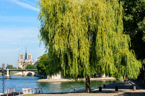 Notre-Dame cathedral in Paris with a weeping willow tree in the foreground