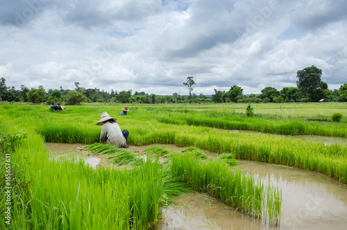 Rice farmers are withdrawing the seedlings to transplanting.