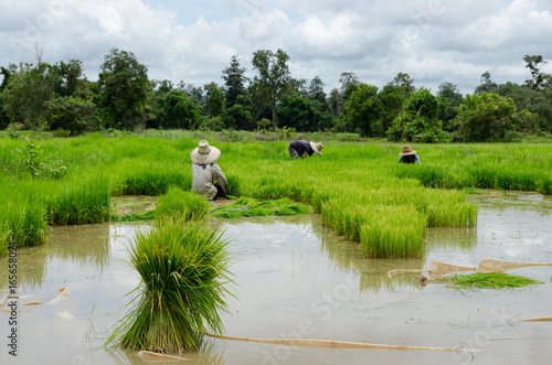 Rice farmers are withdrawing the seedlings to transplanting.