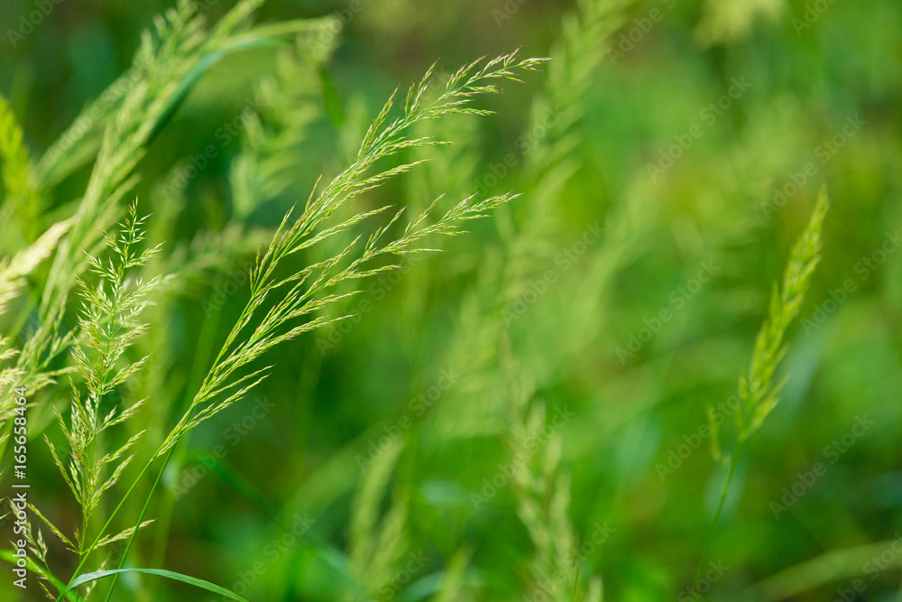 closeup of grass ears - green meadow closeup of grass ears - green meadow
