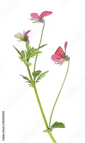 three small pansy red blooms on stem