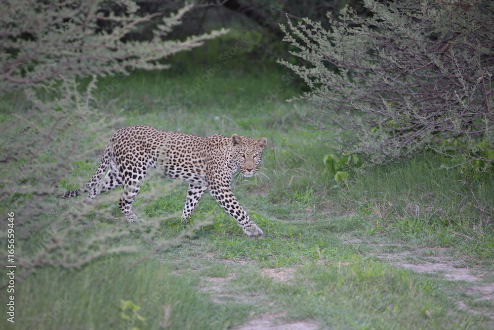 Obraz premium Leopard Kenya Africa savannah wild animal cat mammal
