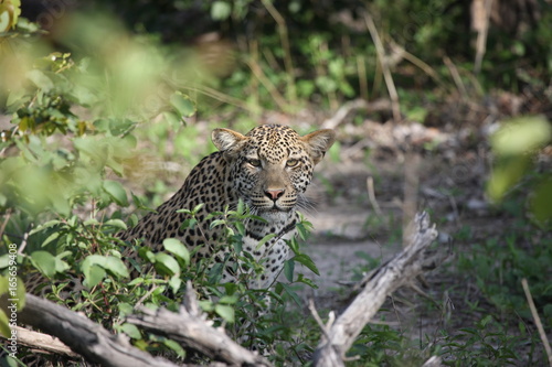 Leopard Kenya Africa savannah wild animal cat mammal