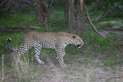 Leopard Kenya Africa savannah wild animal cat mammal