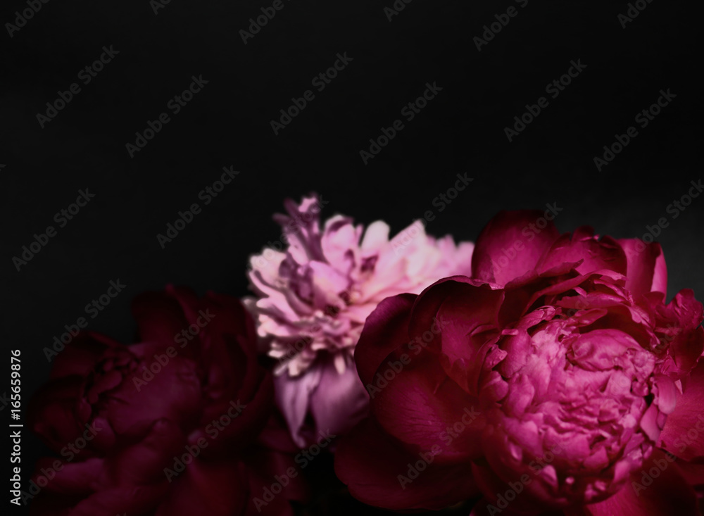 Pretty peony flowers Pretty peony flowers