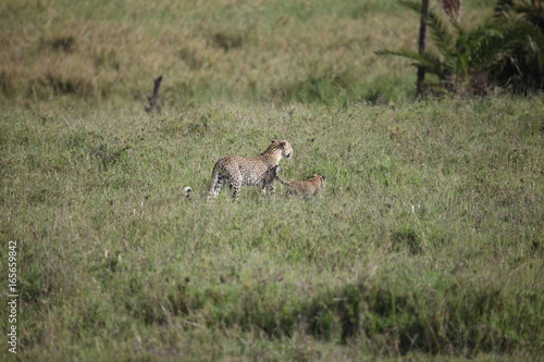 Fototapeta Naklejka Na Ścianę i Meble -  Leopard Kenya Africa savannah wild animal cat mammal