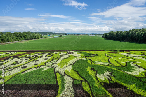 Beautiful Rice Field Art Landscape, Hokkaido