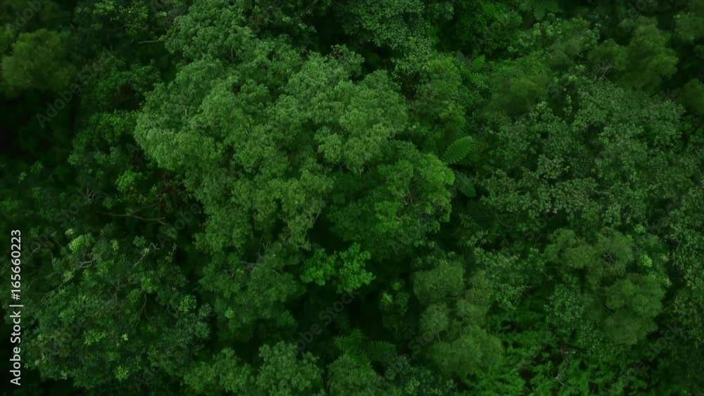 top view by drone, tropical forest top view by drone, tropical forest