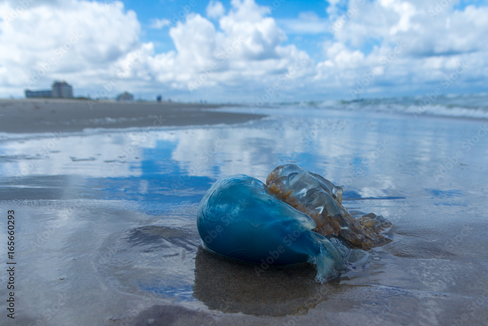 Obraz premium blue barrel jellyfish washed up on Kijkduin beach, The Hague, the Netherlands