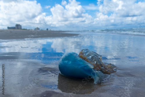 blue barrel jellyfish washed up on Kijkduin beach, The Hague, the Netherlands © andrewbalcombe