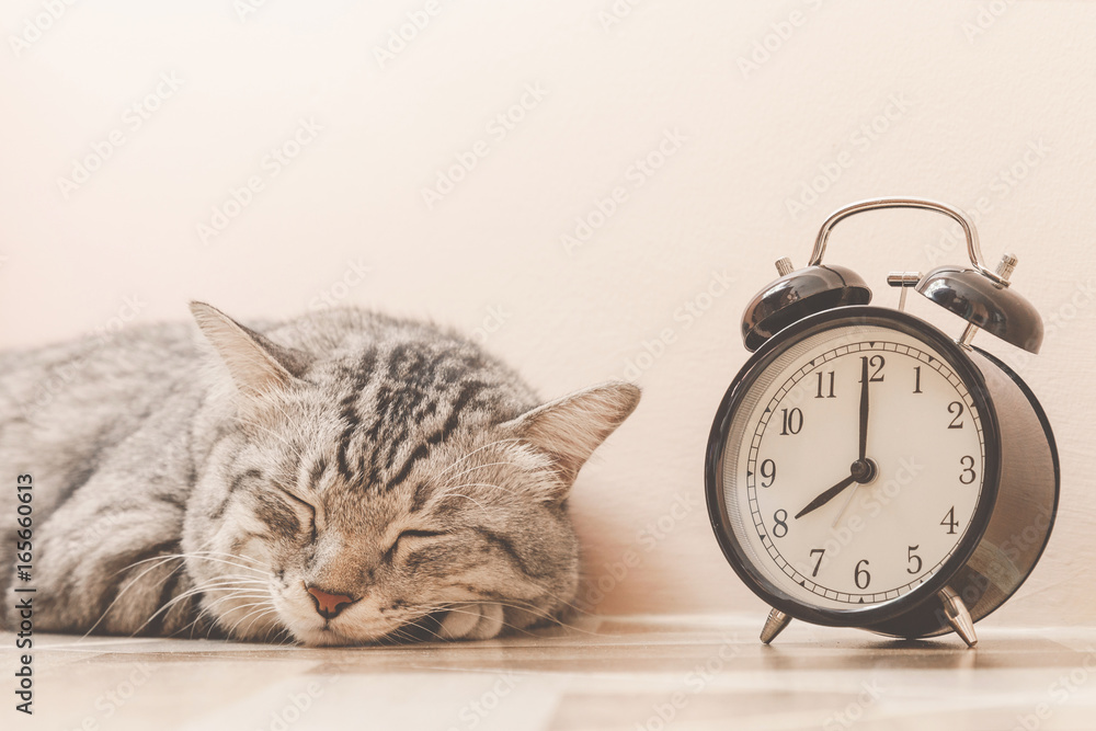 portrait of american shorthair cat sleeping with vintage alarm clock on the  floor. lazily cat don't want to wake up early at monday morning. vintage  photo and film style Stock-Foto | Adobe