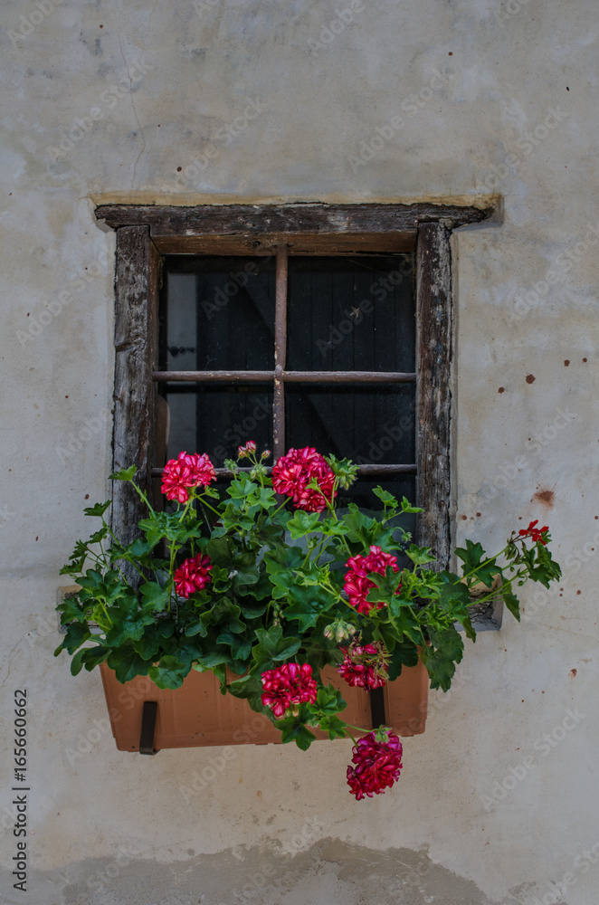 Old window with flower pot