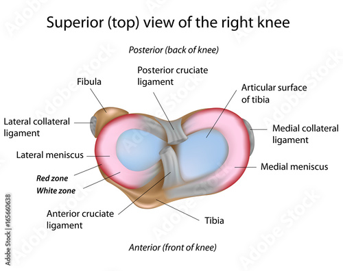 Menisci of the knee, labeled photo
