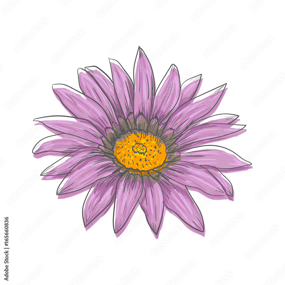 Obraz premium Hand drawn vector pen and ink illustration of Gerbera Daisy flower