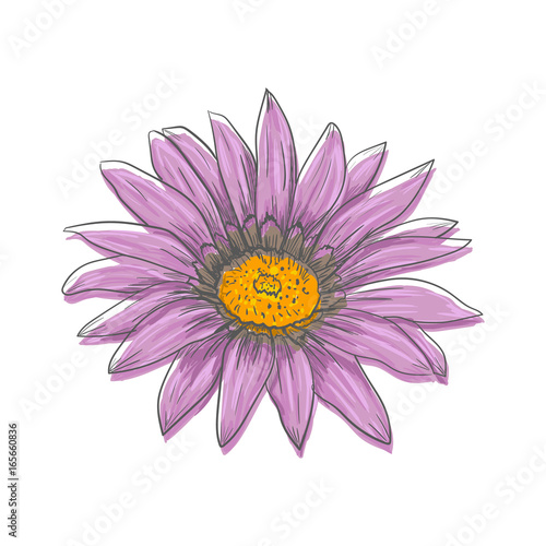 Hand drawn vector pen and ink illustration of Gerbera Daisy flower © Ilona Baha