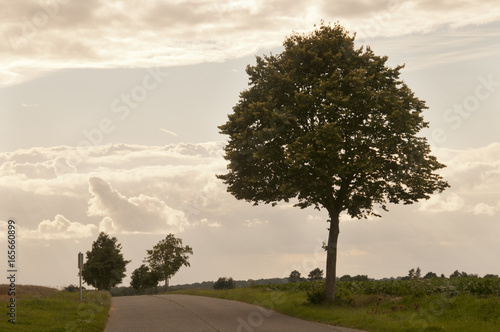 Fotografía arbres en bord de route avec ciel couvert