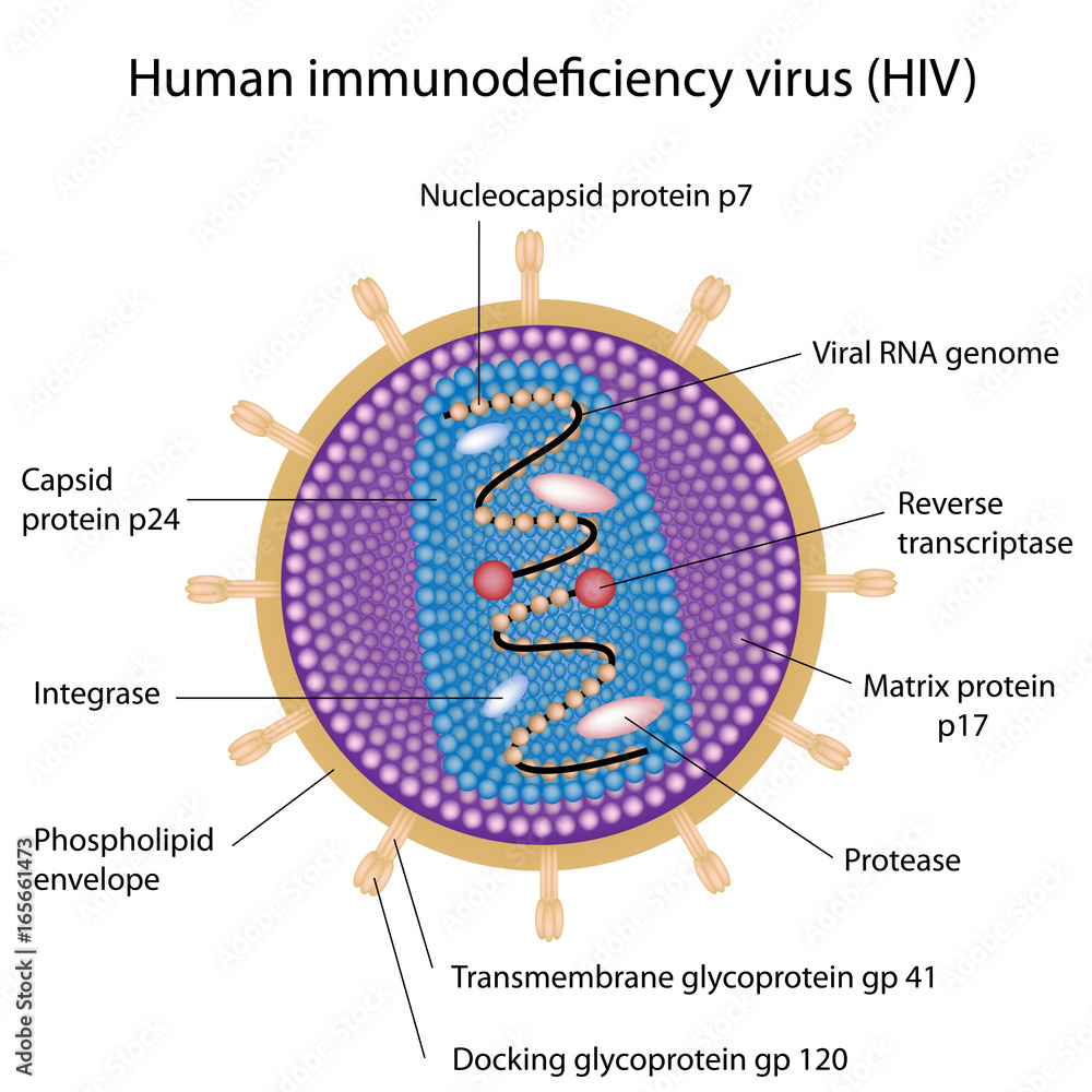 Morphology Of Common Viruses Labeled Stock Illustration Adobe Stock morphology-of-common-viruses-labeled-stock-illustration-adobe-stock
