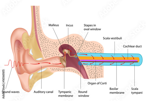 Mechanism of hearing, labeled.  photo