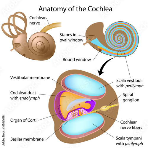 Anatomy of the cochlea of human ear, labeled. 